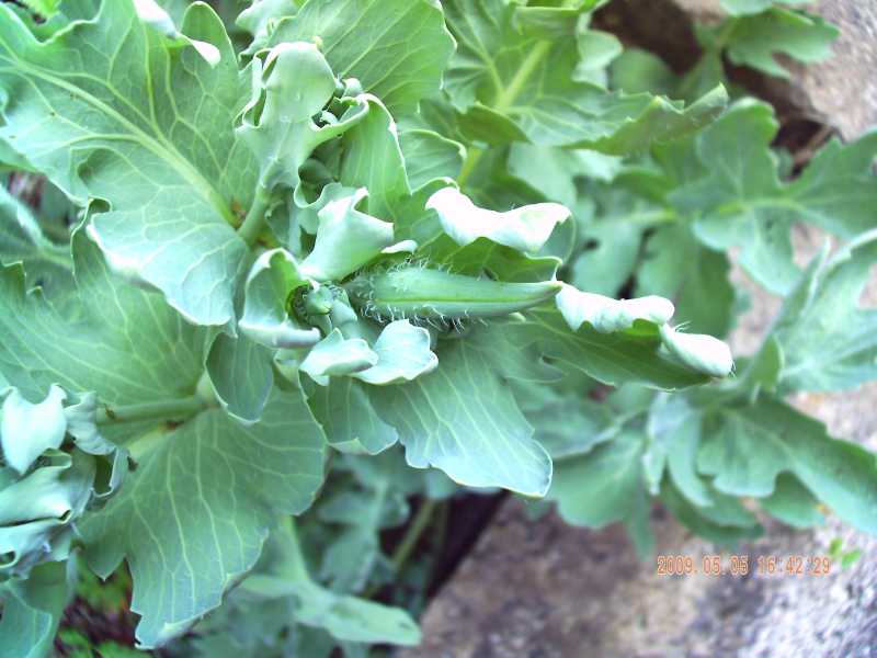 Glaucium flavum - papavero cornuto